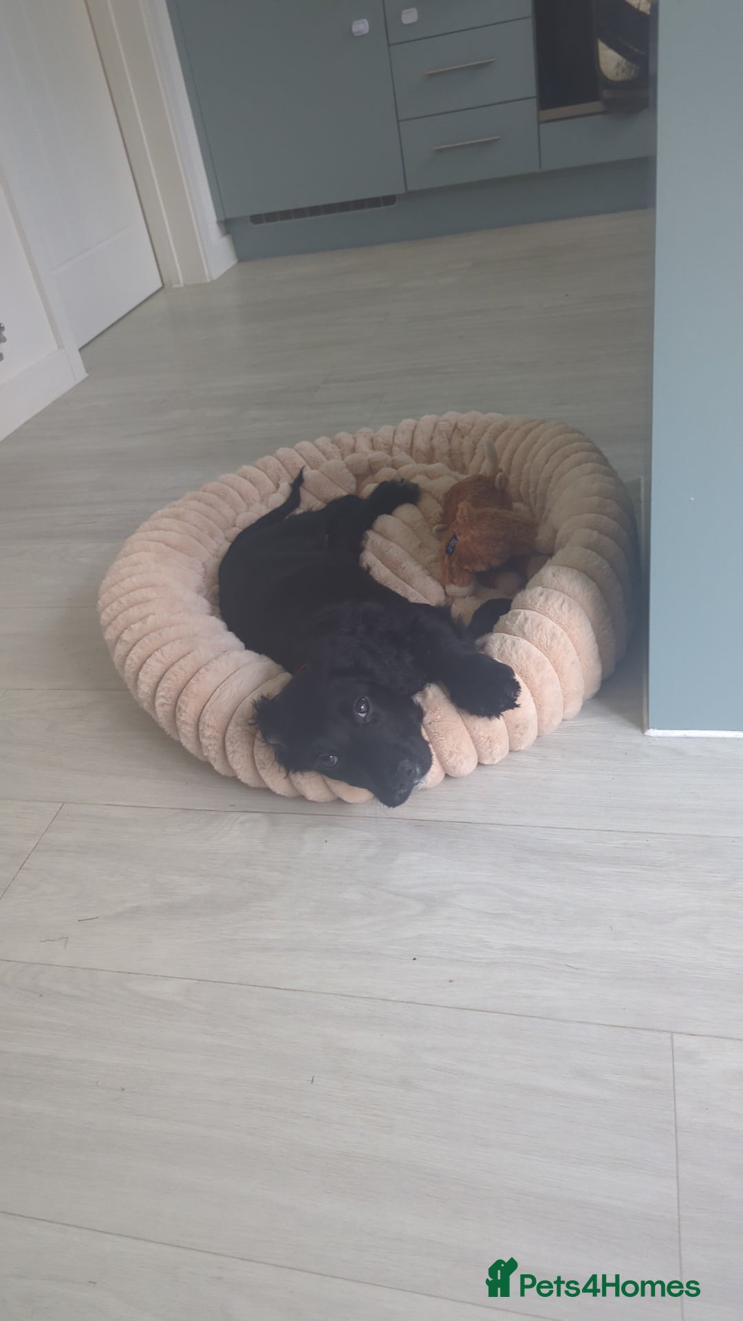 Cocker Spaniel dogs for sale: 12 Week old Cocker Spaniel  - Image 2