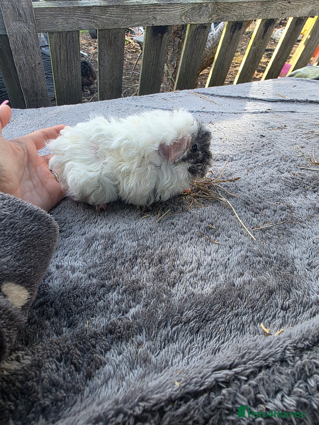 Guinea Pig rodents for sale: Baby Guinea pigs  - Image 3