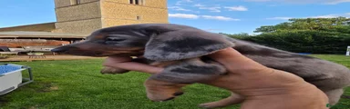 Dachshund 6