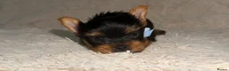 Yorkshire Terrier dogs for sale: True Mini Yorkie Puppies - Advert 5