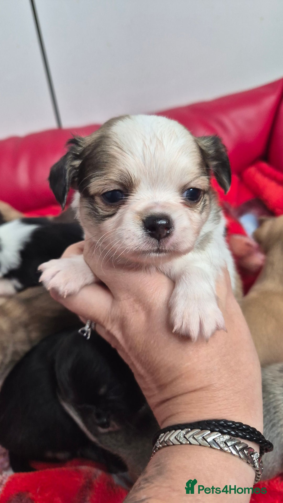 Chihuahua dogs for sale: KC registered Chihuahua puppies  - Advert 22