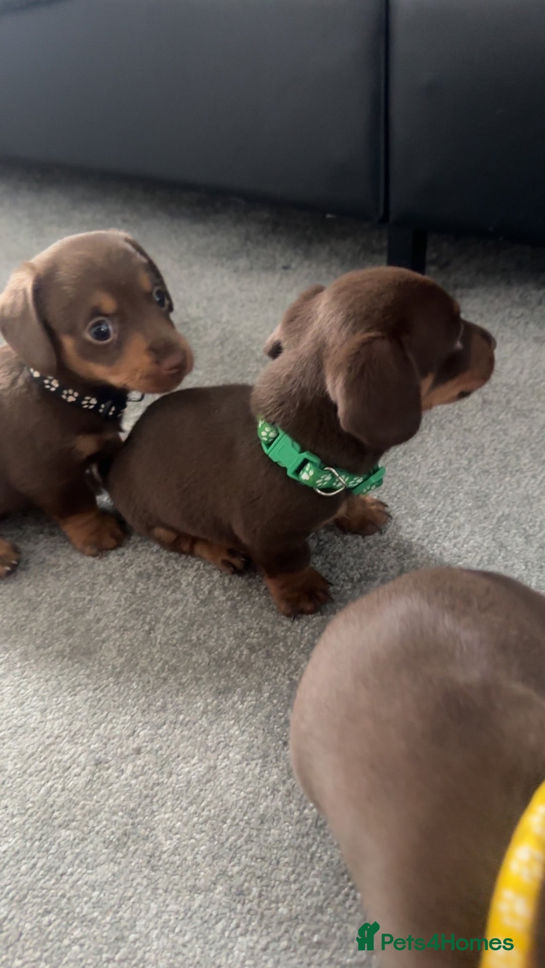 Miniature Dachshund dogs for sale: Stunning miniature dachshunds - Image 7