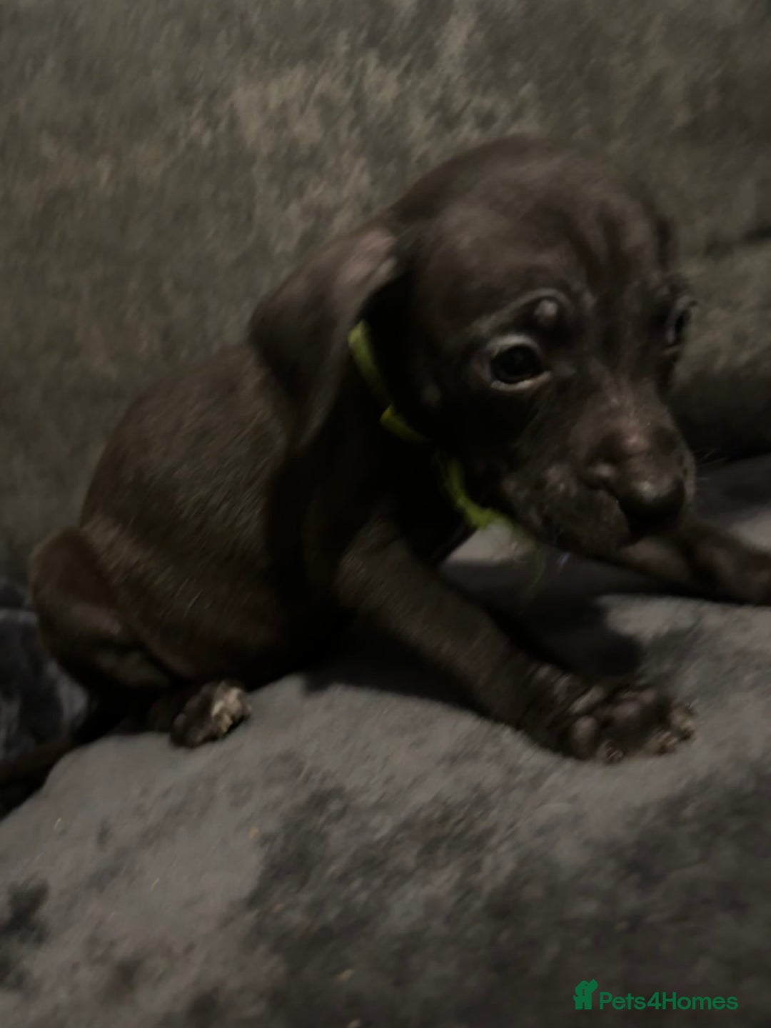 Mixed Breed dogs for sale: Cane corso x pressa pups ready to leave  - Advert 6