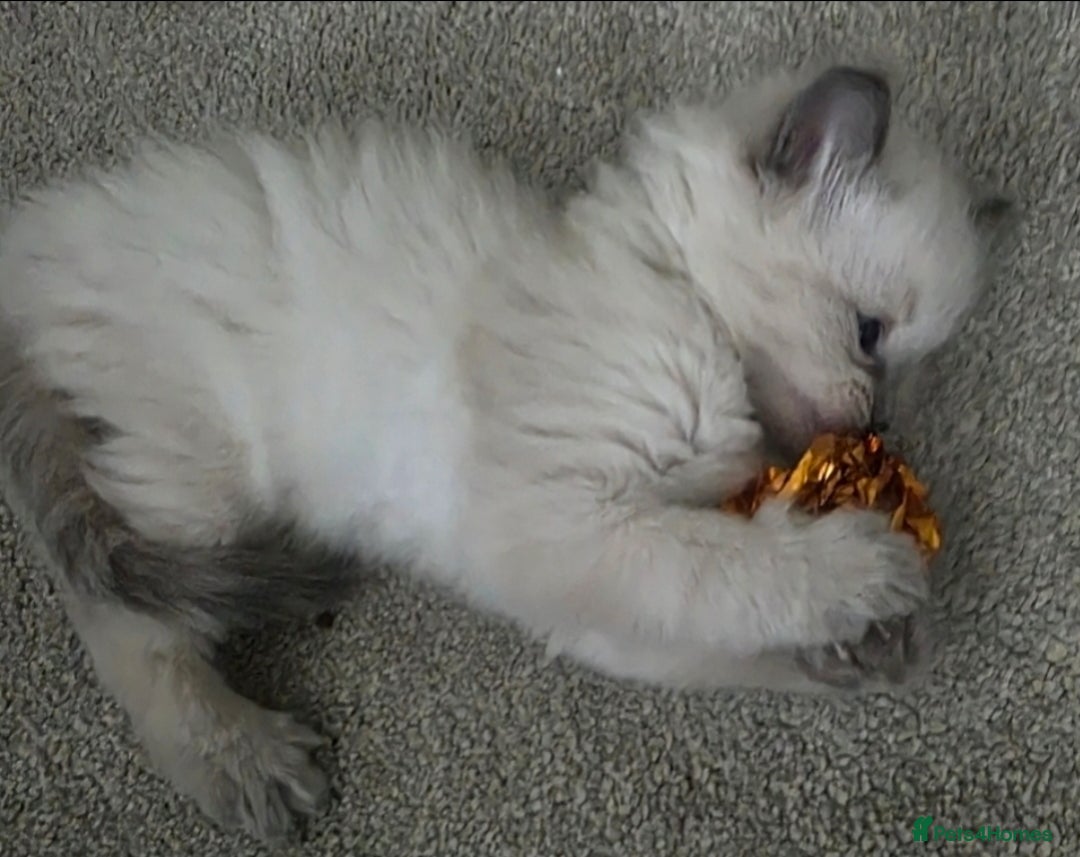 Ragdoll cats for sale: Stunning Ragdolls  - Image 18