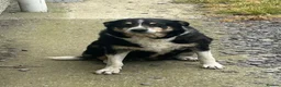 Borador dogs for sale: 8 Labrador pups ready for new home. - Advert 5