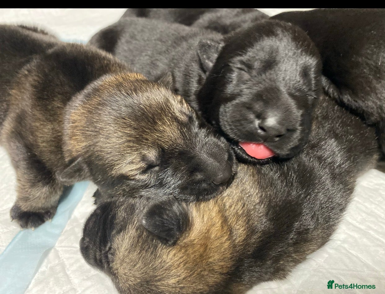 German Shepherd dogs for sale: 🐶Royal Kennel Club Straight Back GSD puppies🐶 in Virginia Water - Advert 10