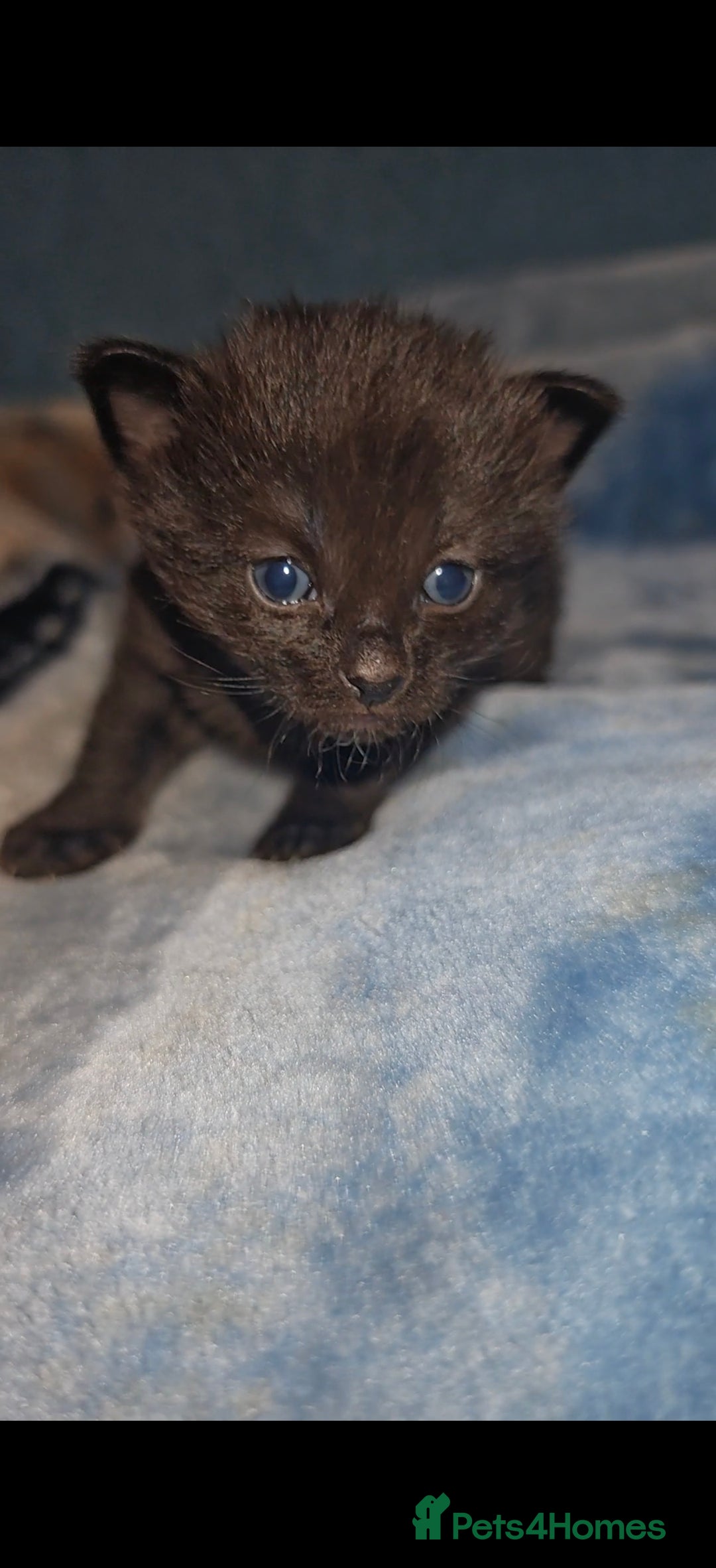 Mixed Breed cats for sale: Beautiful kittens  - Advert 13