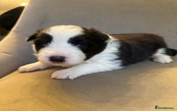 Border Collie dogs for sale: KC Reg (pending) Border Collie Puppies For Sale - Image 11