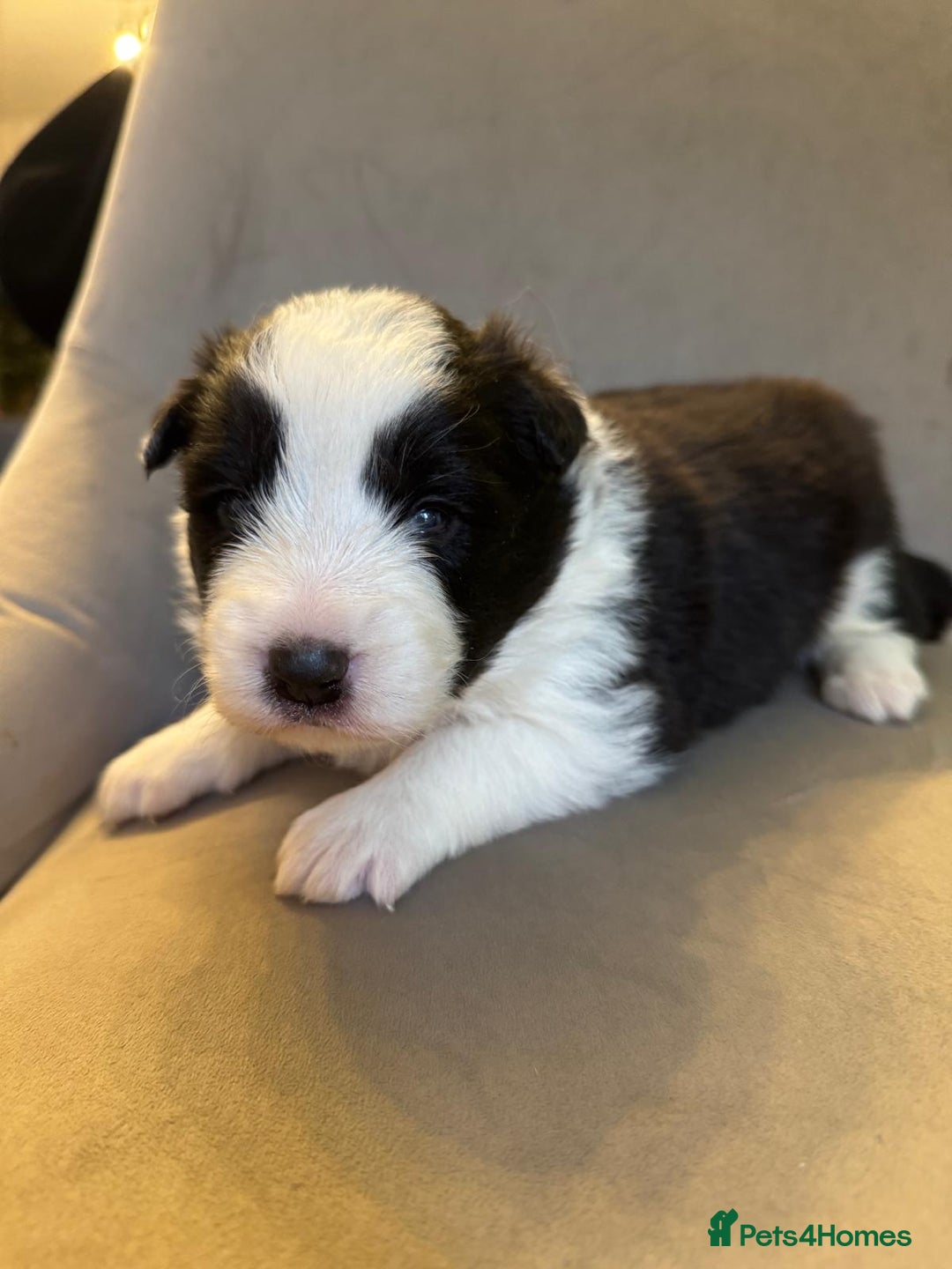 Border Collie dogs for sale: KC Reg (pending) Border Collie Puppies For Sale - Image 11