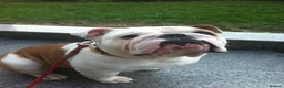English Bulldog dogs for sale: KC REGISTERED FAWN AND WHITE ENGLISH BULLDOG BOY in London - Advert 1
