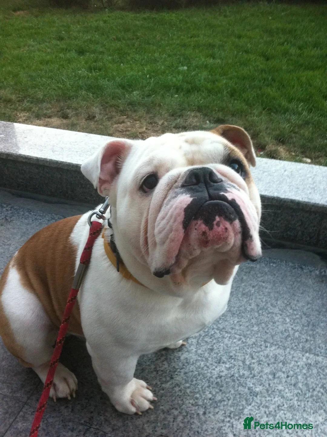English Bulldog dogs for sale: KC REGISTERED FAWN AND WHITE ENGLISH BULLDOG BOY in London - Advert 1
