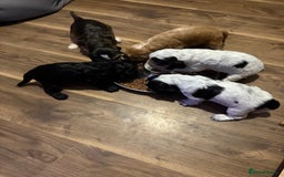 Cocker Spaniel dogs for sale: Beautiful kc registered show cocker spaniels - Image 18