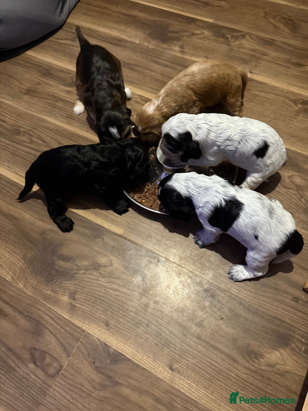 Cocker Spaniel dogs for sale: Beautiful kc registered show cocker spaniels - Image 18