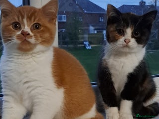 British Shorthair cats - Advert 6