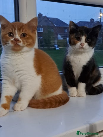 British Shorthair cats - Advert 5