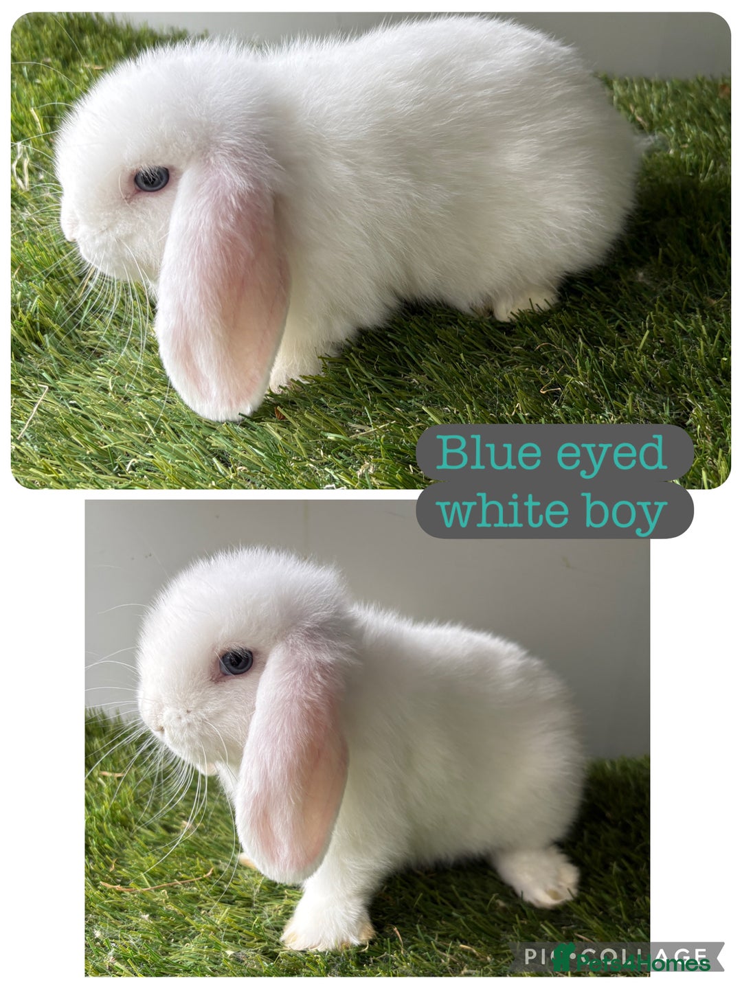 Mini Lop rabbits for sale: Beautiful mini lops ready now  - Image 9