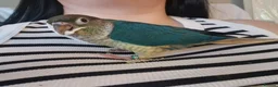 Conures birds for sale: Beautiful fully hand reared conures  - Advert 9