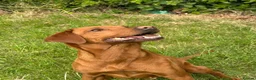 Labrador Retriever dogs for sale: Rosie's Litter Of Black Puppies - Advert 1