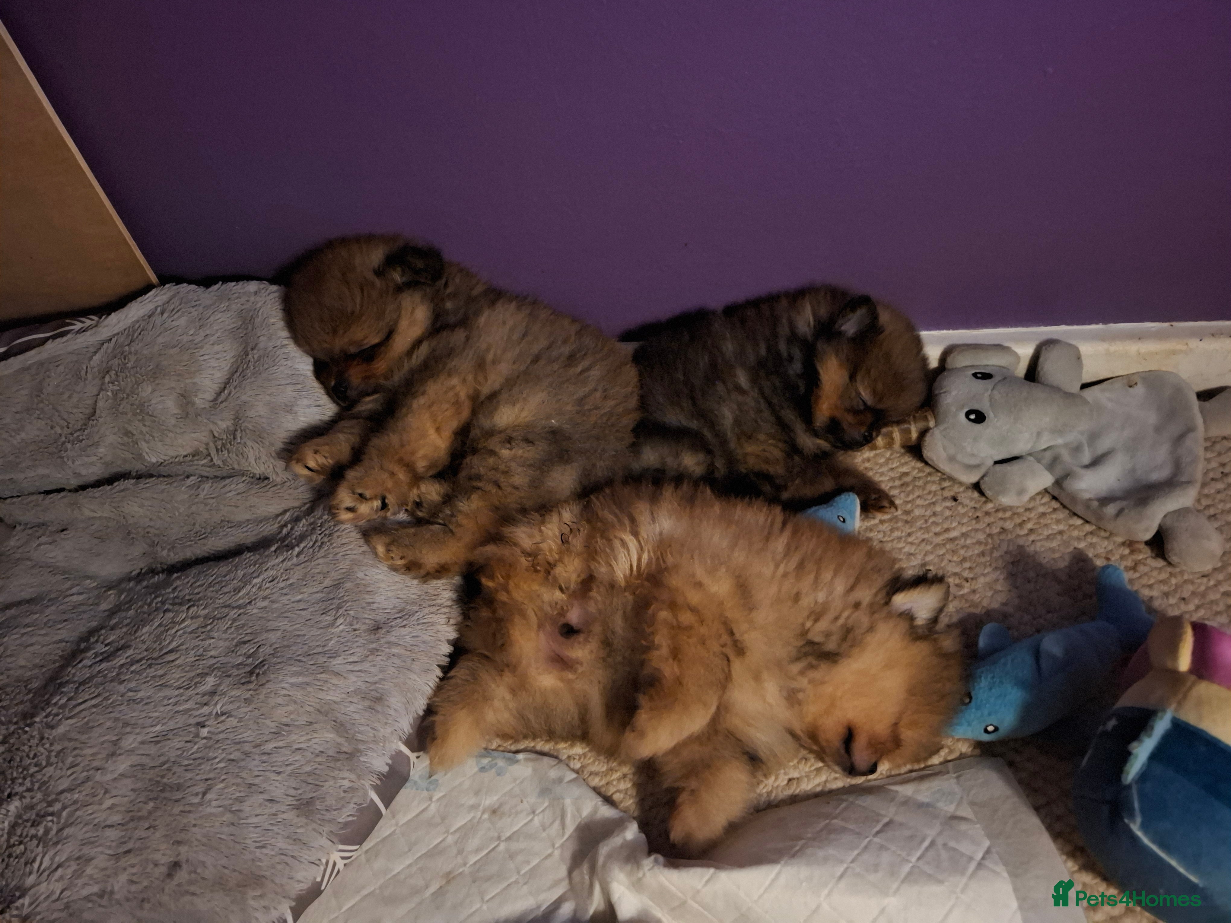 Pomeranian dogs Gorgeous puppy Pomeranian  - Advert 1