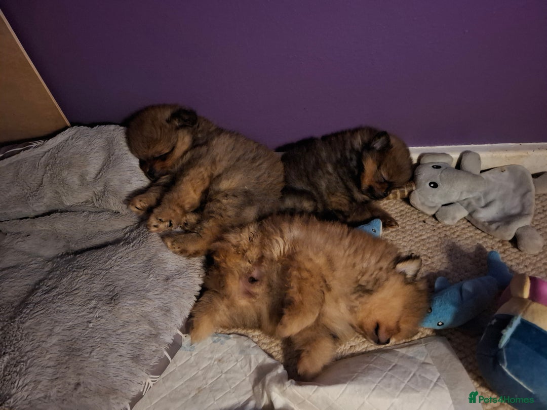 Pomeranian dogs for sale: Gorgeous puppy Pomeranian  - Advert 1