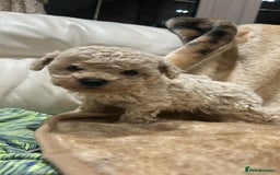 Toy Poodle dogs for sale: Beautiful toy poodles - Advert 5