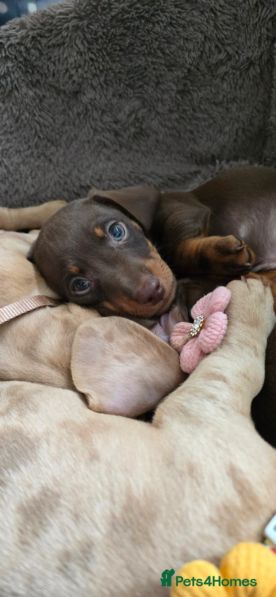 Miniature Dachshund dogs for sale: KC registered miniature Dachshund 🐶  - Advert 8