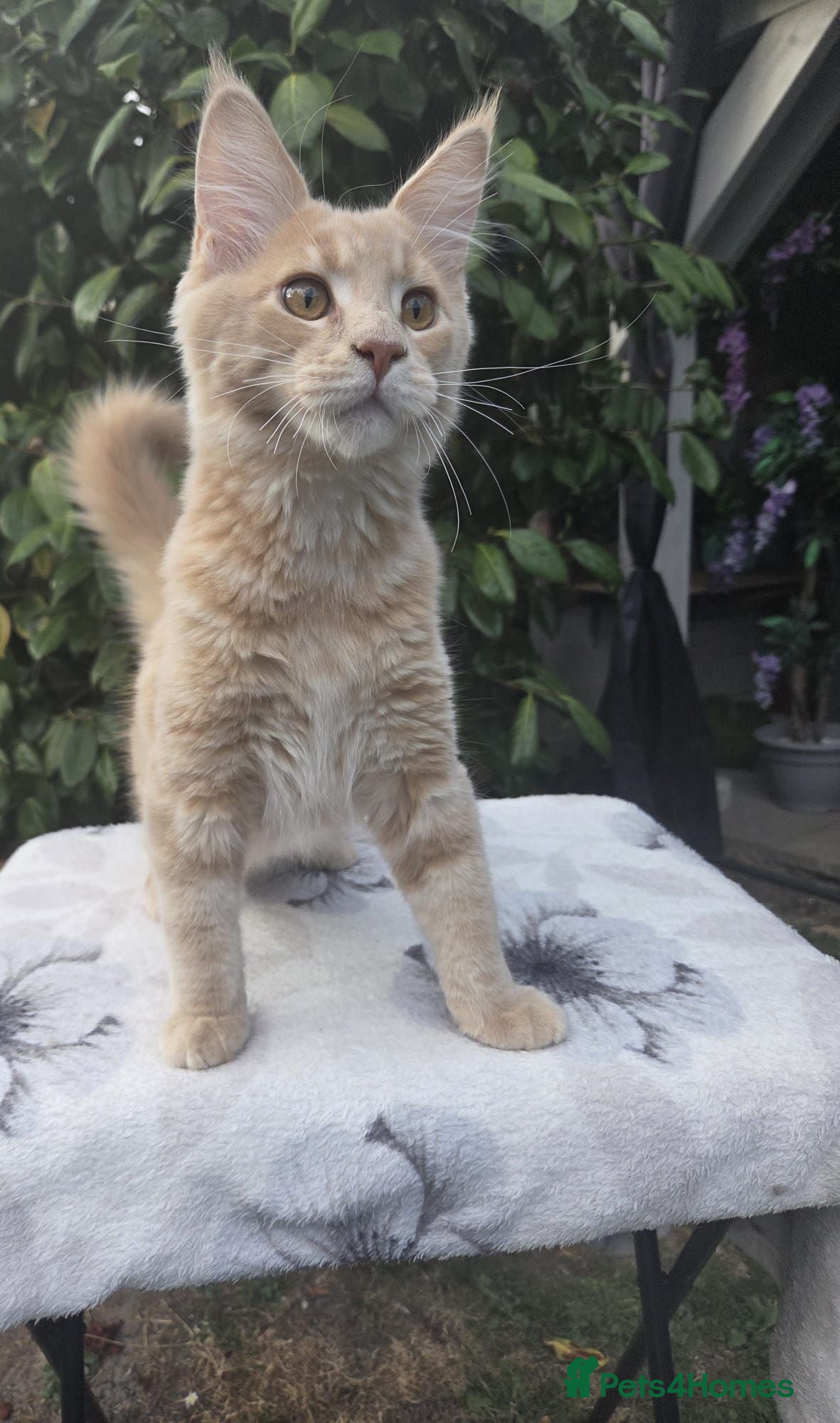 Maine Coon cats Maine Coon Family "Puuure Love" kittens available  - Advert 1