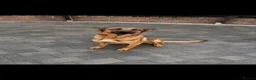Mixed Breed dogs for sale: Belgian Shepard X caucasian Shepherd puppies - Advert 3