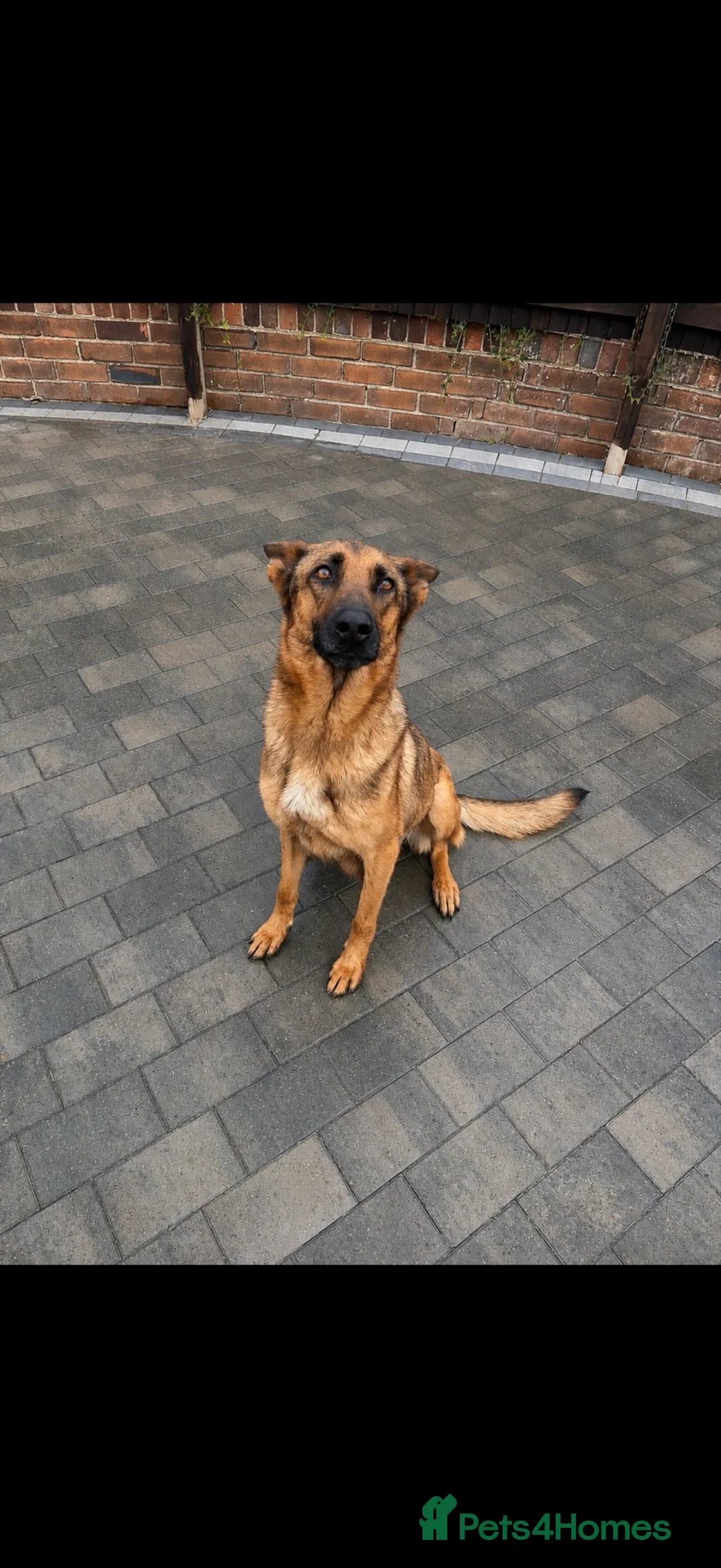 Mixed Breed dogs for sale: Belgian Shepard X caucasian Shepherd puppies - Advert 3