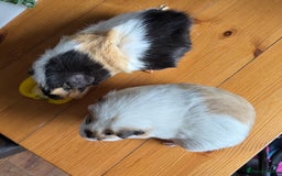 Guinea Pig rodents for sale: Male bonded pair - Image 3