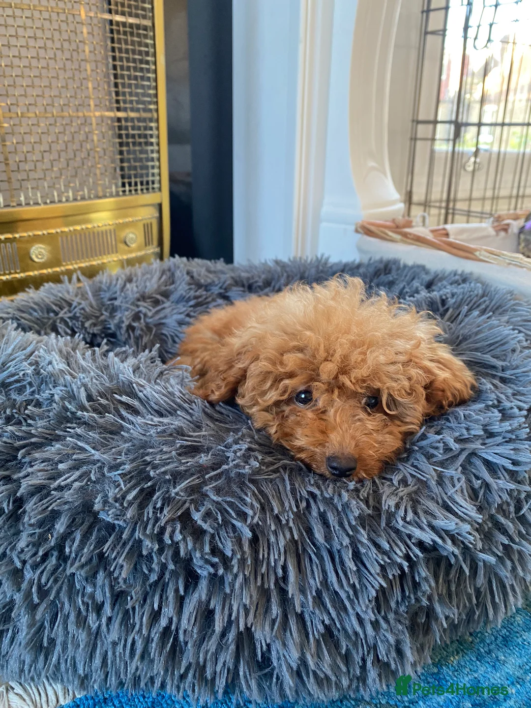 Toy Poodle dogs for sale: Stunning health tested KC registered Toy Poodle - Advert 2