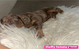 Miniature Dachshund dogs for sale: Miniature dachshund puppies excellent quality  - Image 13