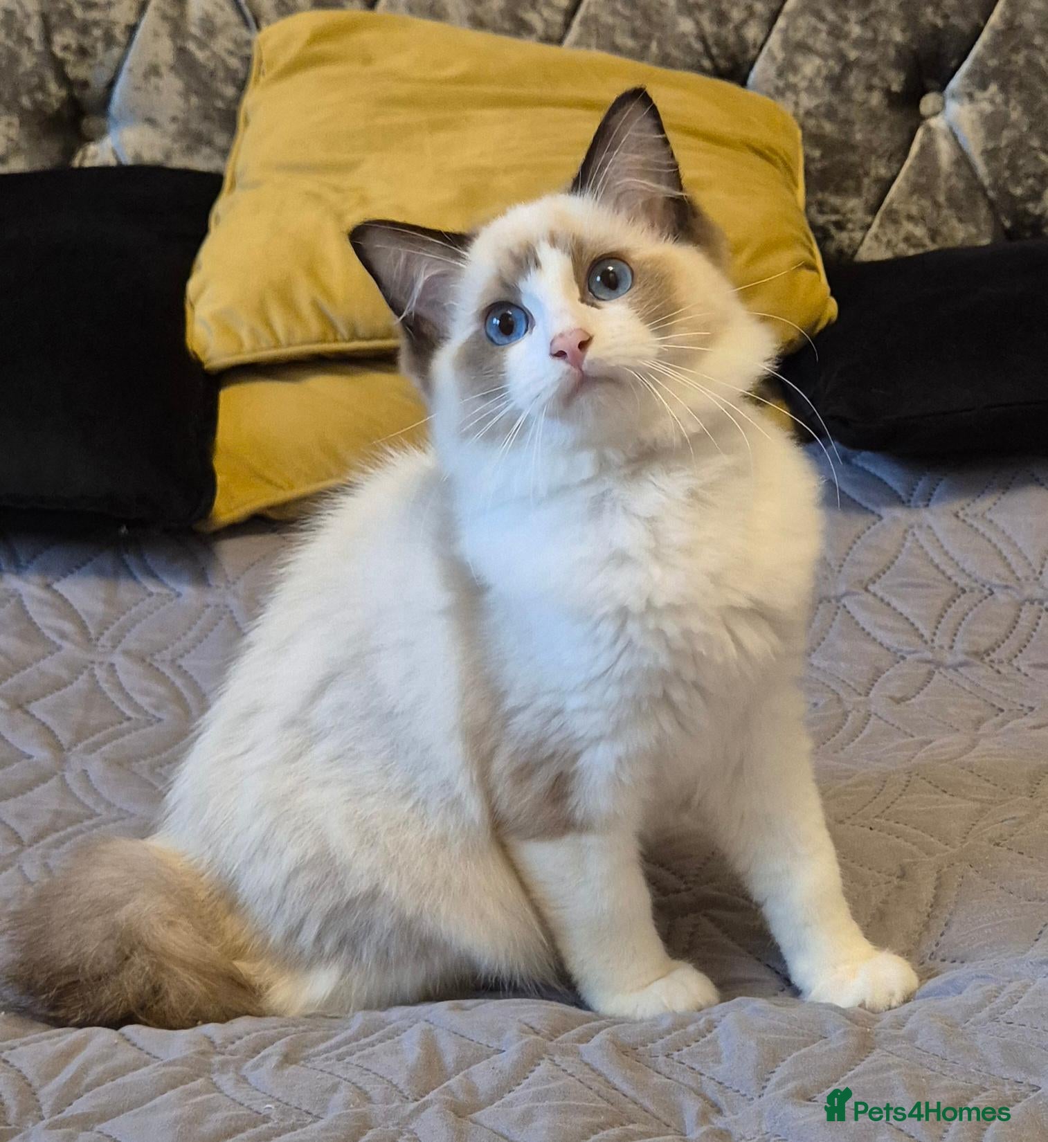 Ragdoll cats 7 TICA Ragdoll kittens for sale Ready to leave now - Advert 1