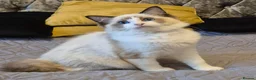 Ragdoll cats for sale: 7 Ragdoll kittens for sale - Advert 20