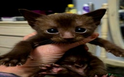 Siamese cats for sale: 2 chocolate point siamese girls and one Havana boy - Image 1