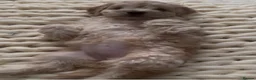 Mixed Breed dogs for sale: FLUFFY LOVING and FUN TOY COCKAPOO PUPPIES in Folkestone - Advert 6