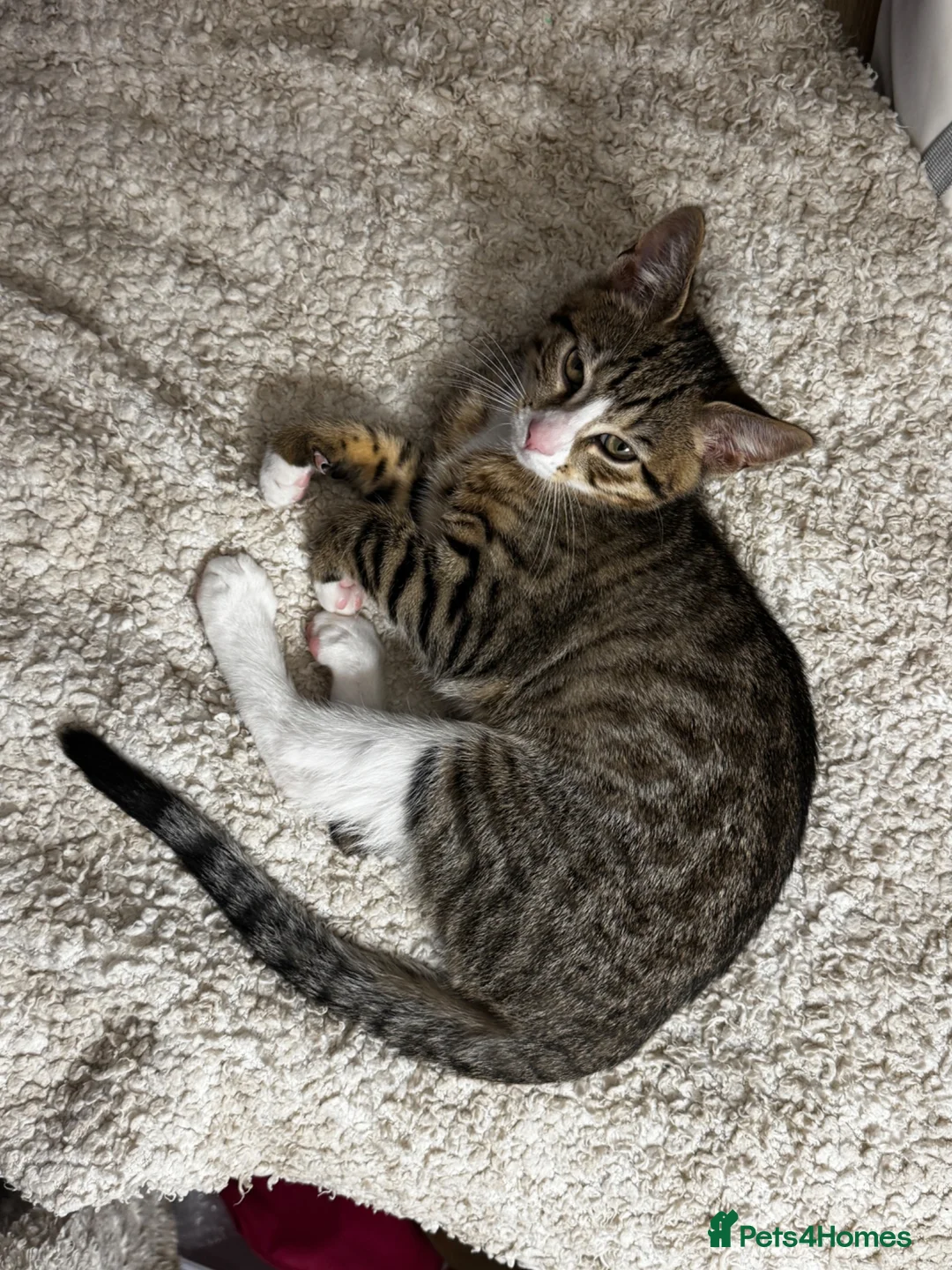Mixed Breed cats for sale: Bengal x Tabby mixbreed. - Advert 36