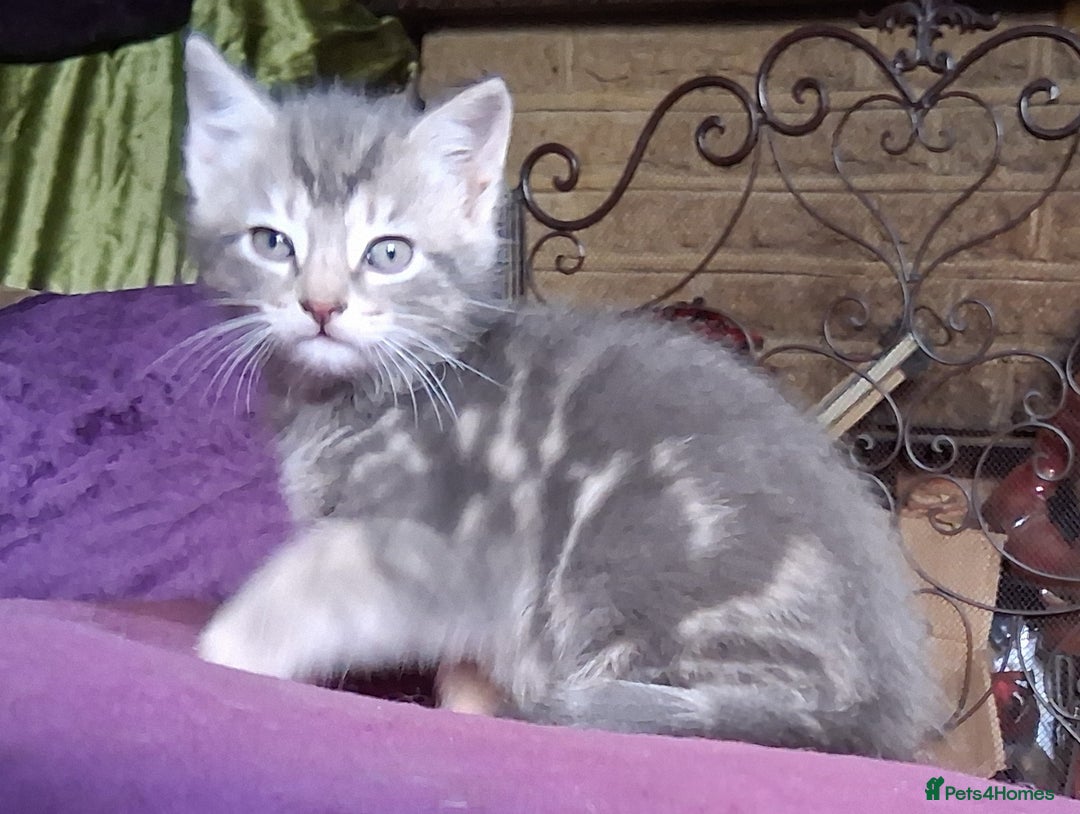 Mixed Breed cats for sale: ⭐️⭐️Stunning Russian Blue X Bengal Kittens ⭐️⭐️⭐️ - Advert 28