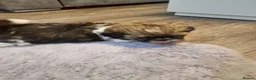 Shih Tzu dogs for sale: Shih tzu puppys  - Advert 9