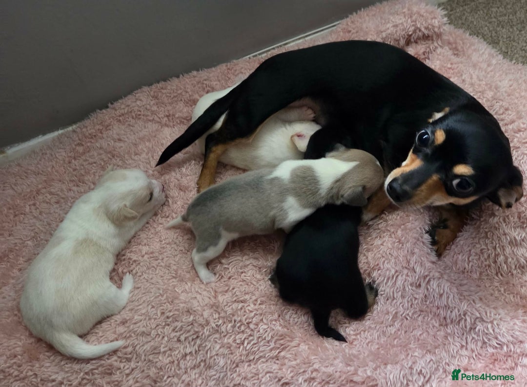 Chiweenie dogs for sale: Beautiful Chiweenie puppies  - Advert 1