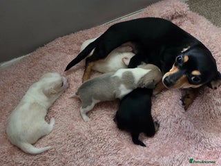 Chiweenie dogs Beautiful Chiweenie puppies - Advert 1