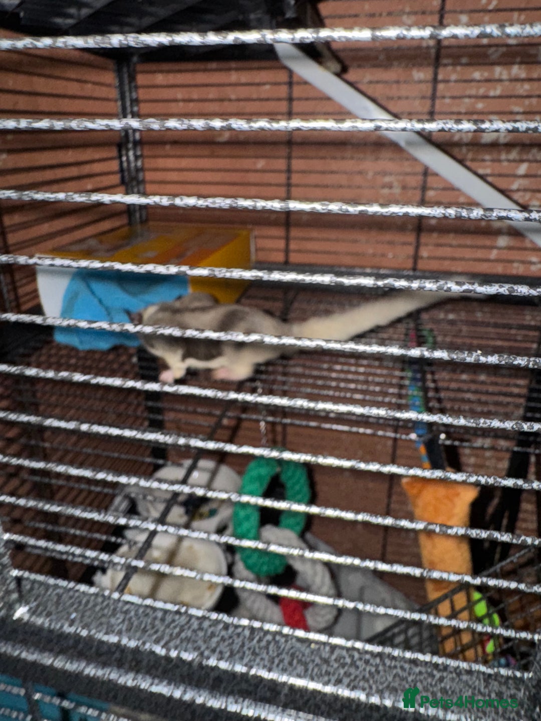 Sugar Glider rodents for sale: 2 female sugar gliders - Advert 4