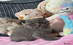 British Shorthair cats for sale: Gorgeous Champions line British Shorthair - Image 4