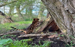 Bengal cats for sale: Beautiful 3-Year-Old Bengal Girl - Advert 6