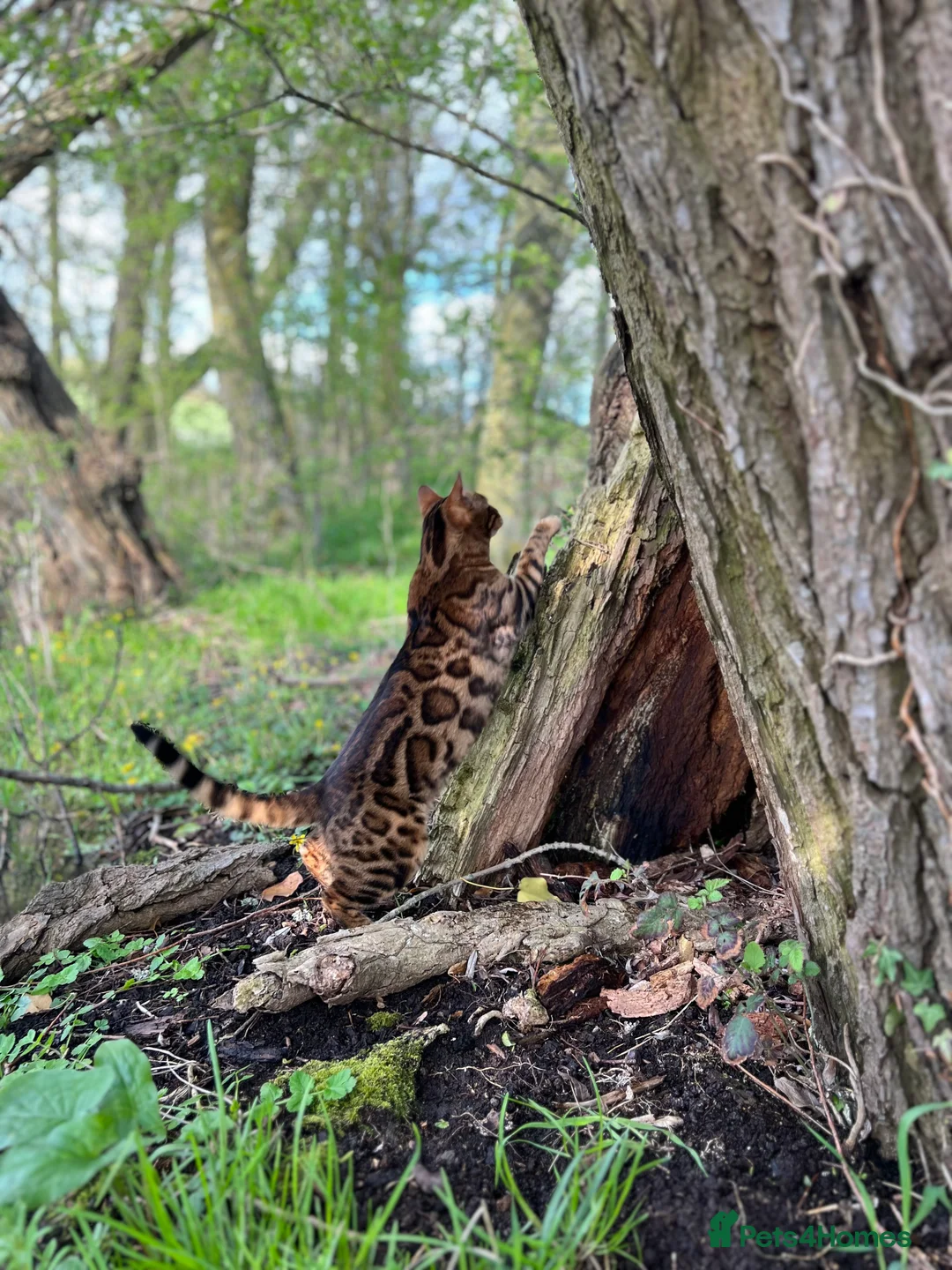 Bengal cats for sale: Beautiful 3-Year-Old Bengal Girl - Advert 6