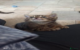 British Shorthair cats for sale: Beautiful tabby kittens - Image 9