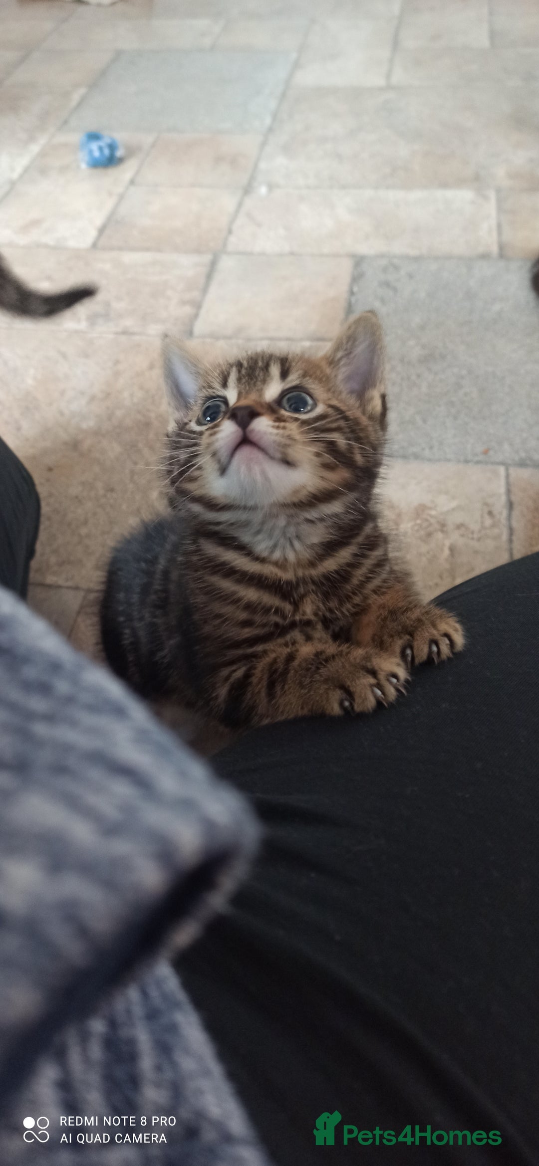 British Shorthair cats for sale: Beautiful tabby kittens - Image 9