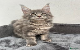 Maine Coon cats for sale: Pedigree TICA Registered Maine Coon Kittens - Image 31