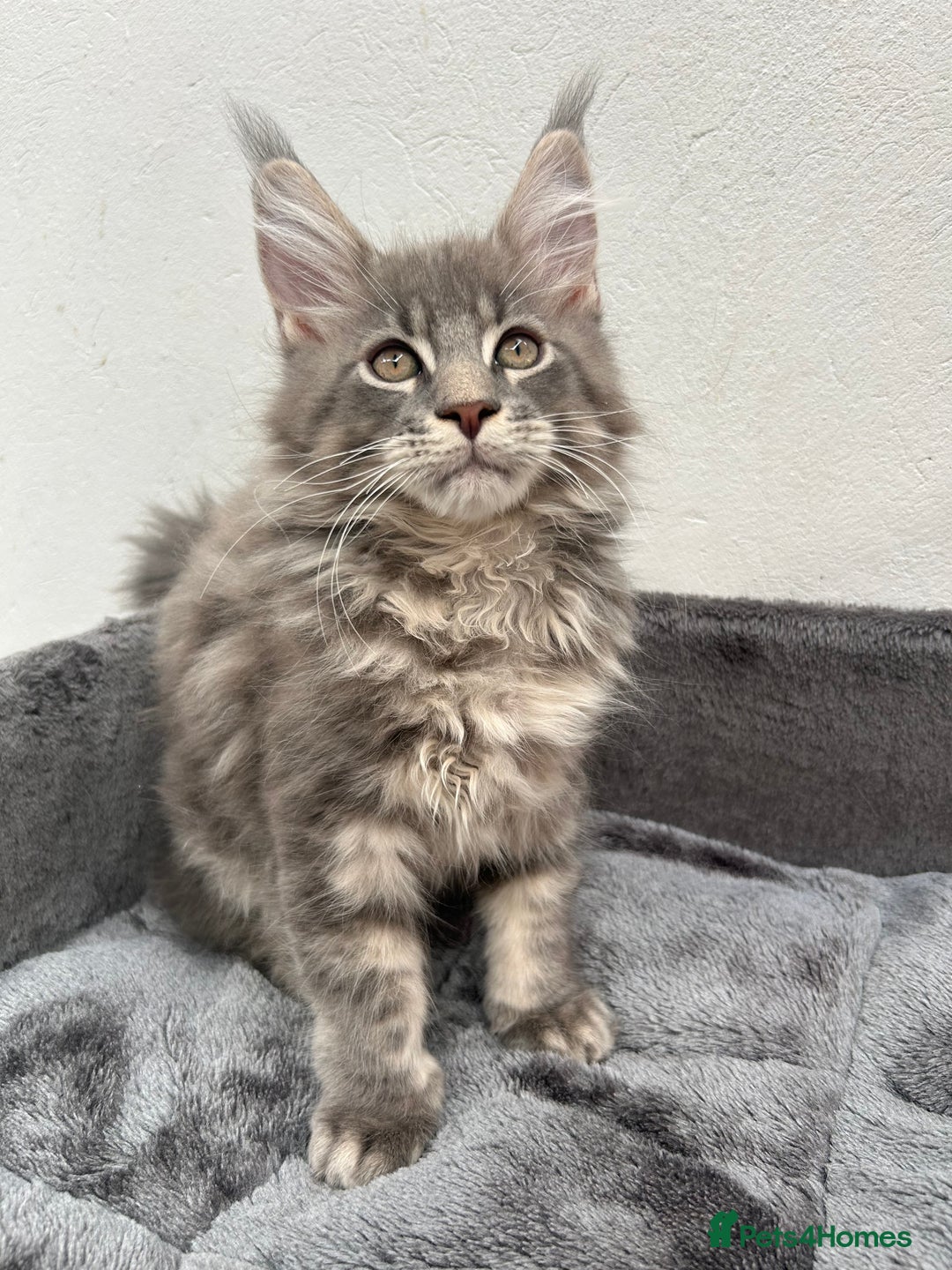 Maine Coon cats for sale: Pedigree TICA Registered Maine Coon Kittens - Image 31