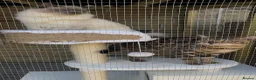 Bengal cats for stud: stunning glitter bengal stud  in Bradford - Advert 10